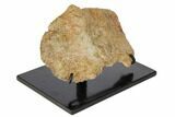 Exceptional, Fossil Phytosaur Scute - Arizona #113352-2